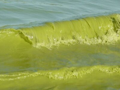 Michigan’s fight against Lake Erie pollution didn’t work. What happens next?